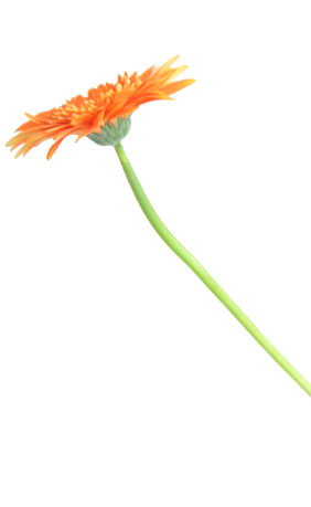 flor01