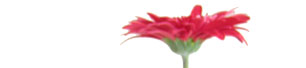 flor02