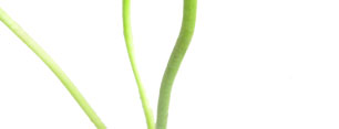flor04